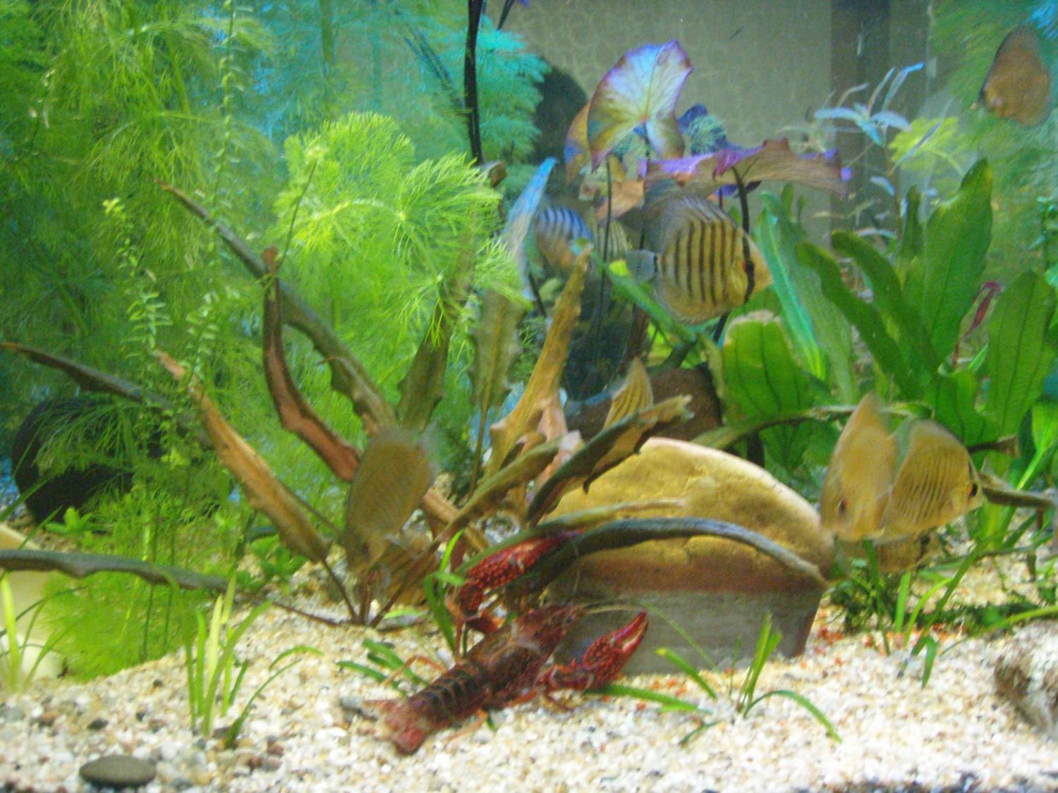 Растения для пресноводных аквариумов цены